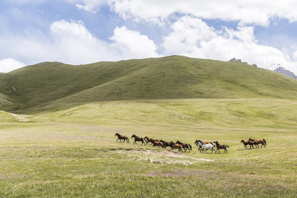 Chevaux sauvages du lac Köl-Suu, Kirghizistan