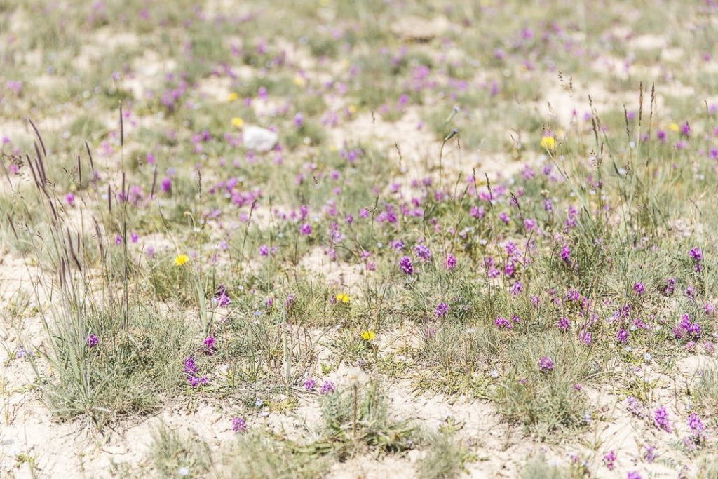 Les fleurs des montagnes kirghizes - Kirghizstan