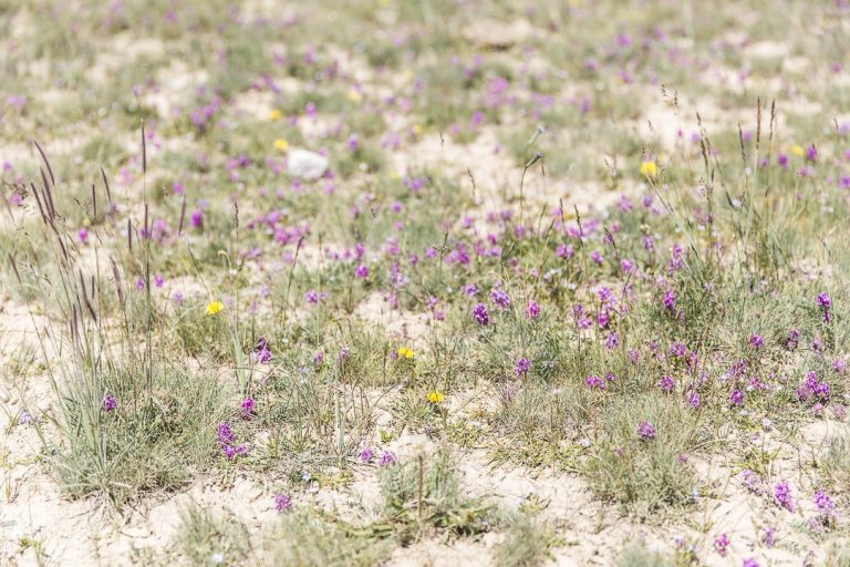 Les fleurs des montagnes kirghizes - Kirghizstan