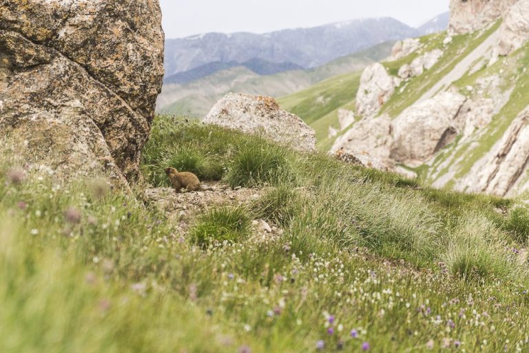 Marmotte au lac Köl-Suu - Kirghizstan