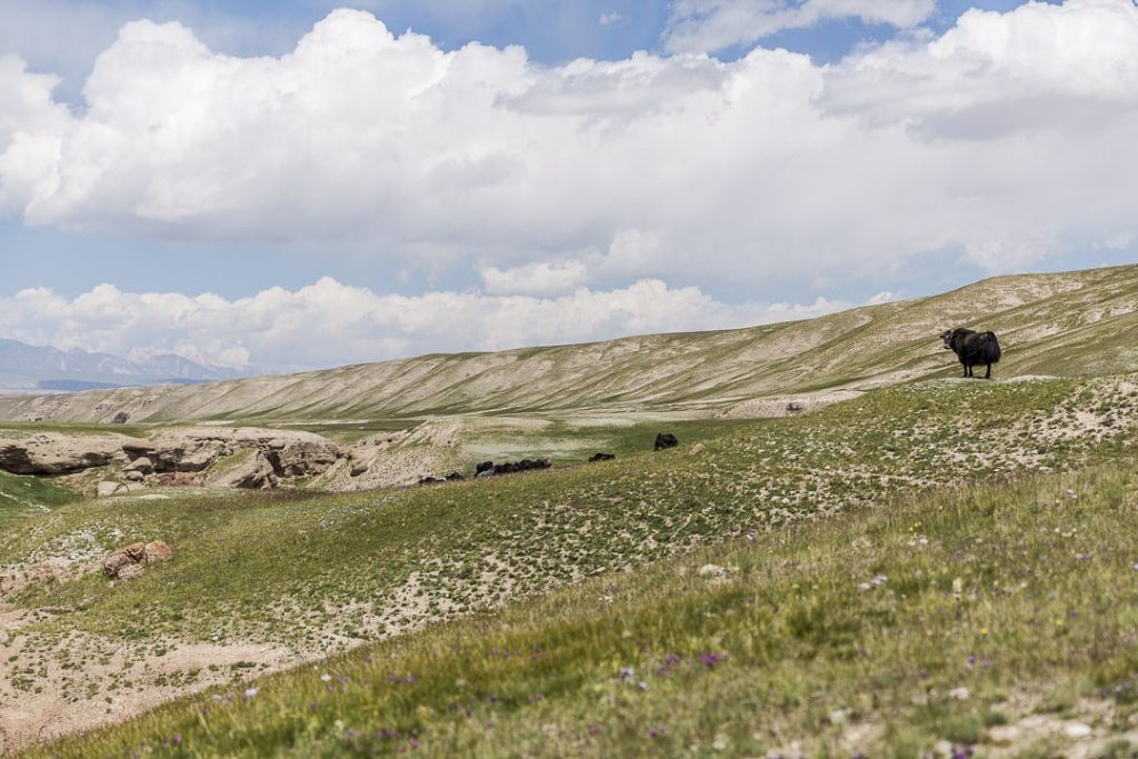 yak dans les montagnes Kirghizes - Kirghizstan
