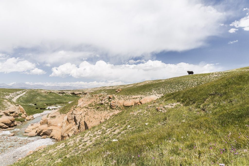 Voyage au Kirghizstan - road trip au lac Kol Suu yak 2