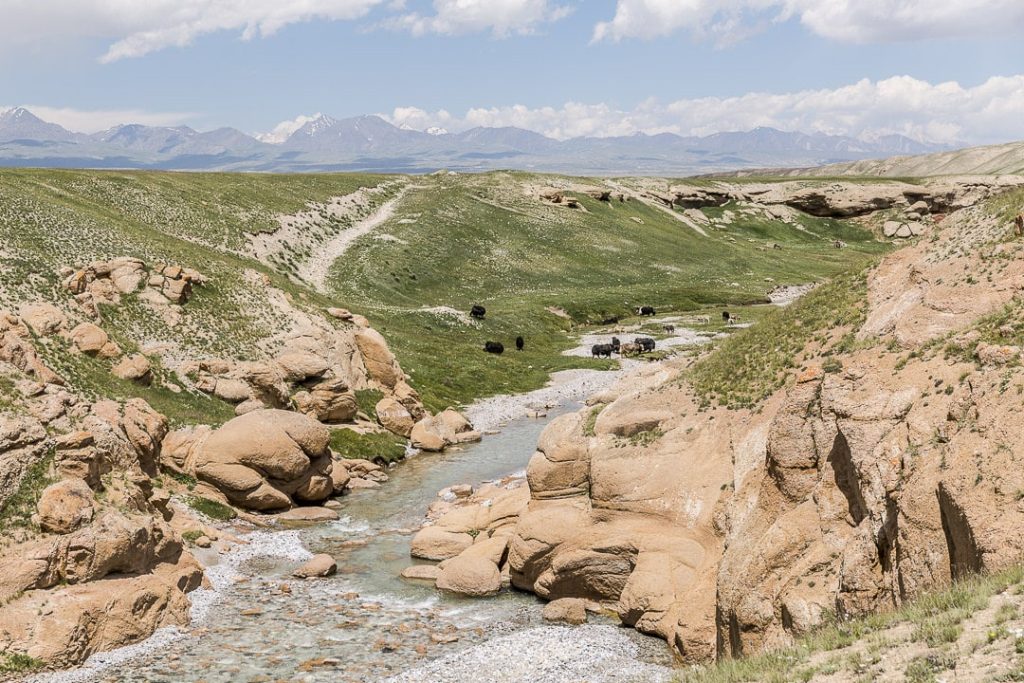 Voyage au Kirghizstan - road trip au lac Kol Suu yak 3