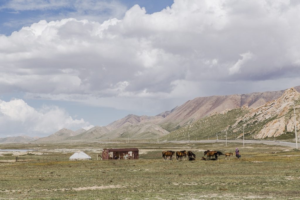 Traite des juments au lac Chatyr-Koul - Kirghizstan