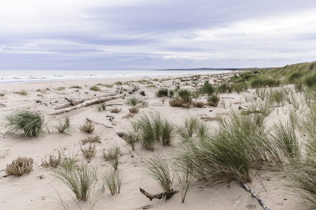 La réserve de Saint Cyrus en Ecosse #visitbritain #scotspirit