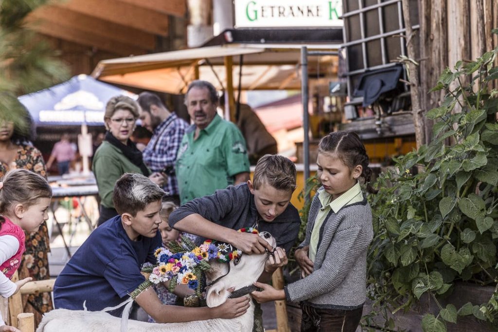 Les enfants un jour de transhumance #autriche #tyrol #transhumance