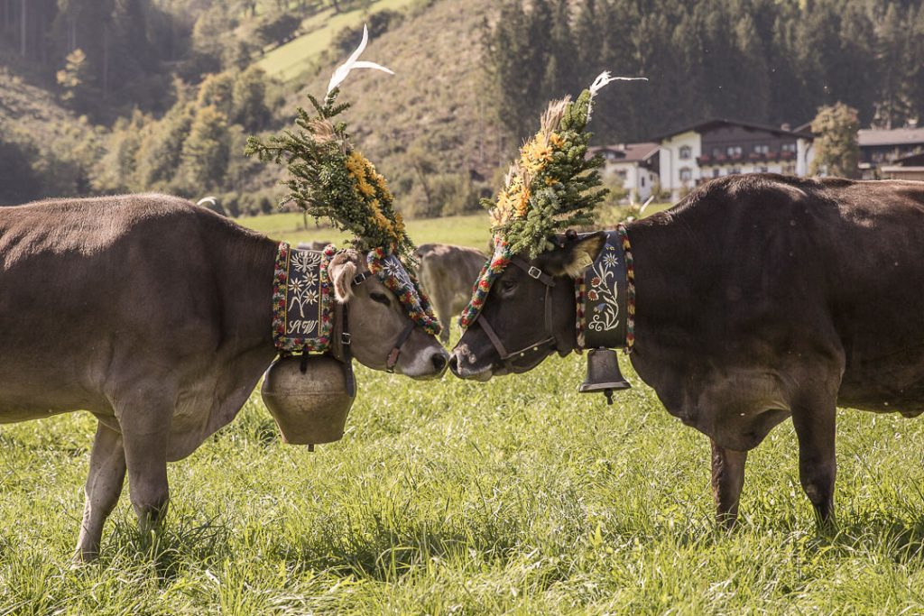 Tête à tête un jour de transhumance dans le Tirol, Autriche #transhumance #autriche #tyrol