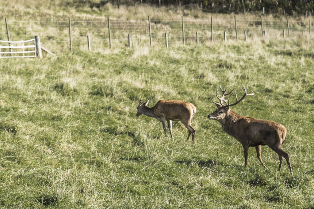 Aller voir les cerfs avec Highland safaris #Ecosse #visitscotland