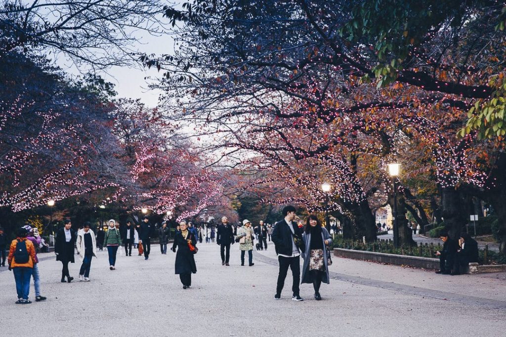 Tokyo en hiver : Sous les sakuras du parc Ueno #japon #tokyo
