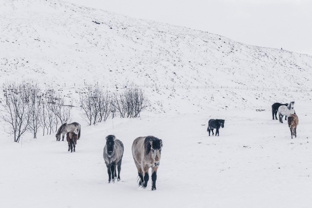 chevaux islandais dans la neige