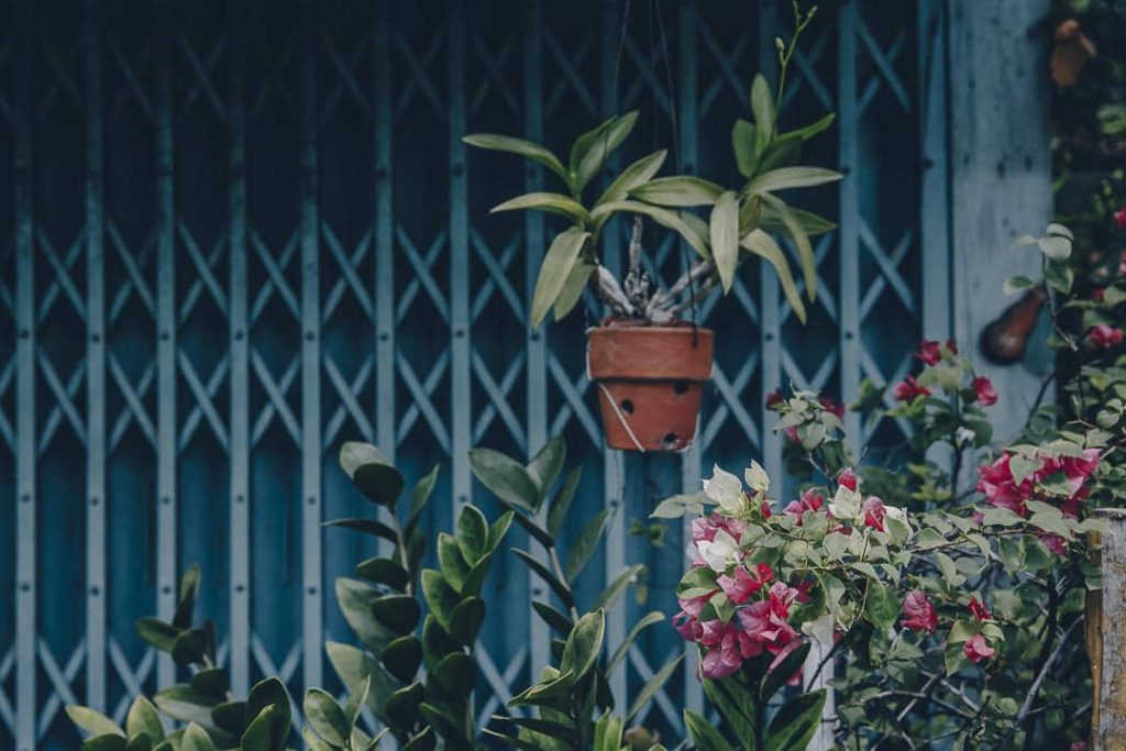 Fleurs suspendues dans le quartier de Kudee Jin à Bangkok #bangkok #thailande