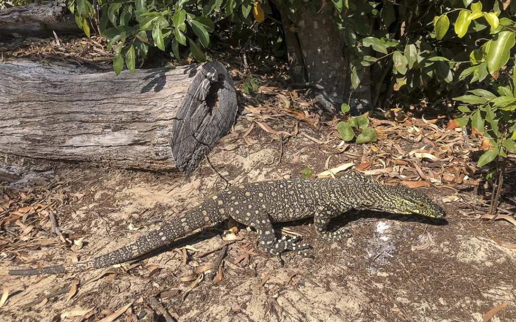 Varan sur la plage de Whitehaven beach