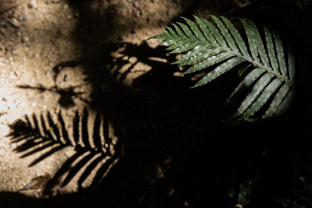 Jeux de lumière dans la forêt tropicale de Daintree #queensland #australie