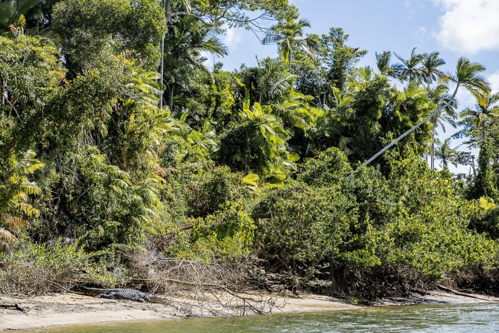 Crocodile lézardant au soleil sur les rives du fleuve Daintree #queensland #australie