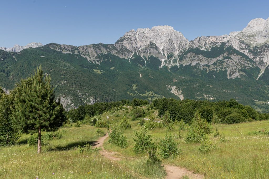 Plaine fleurie traversée lors de la randonnée de Theth à Valbona en Albanie