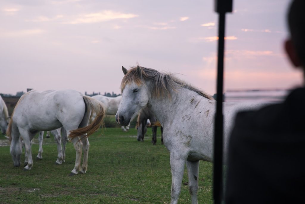 Cheval Camargue dans le delta du Pô en Italie