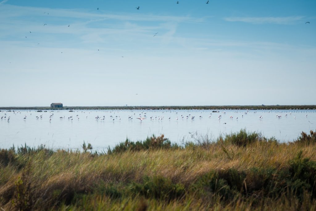 Dans le delta du Pô en Italie, on peut voir des flamants roses. On ne peut les approcher qu'avec un guide agréé par le parc. #inemiliaromagna