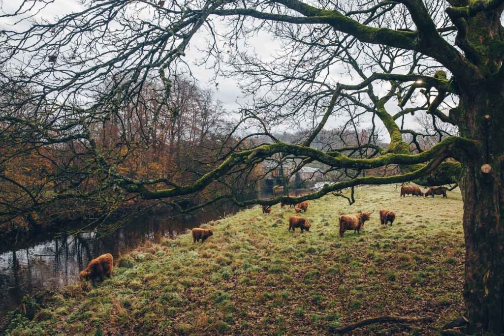Highland cow Pollok Park, Glasgow