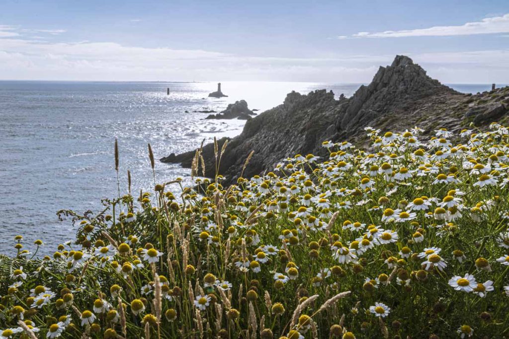 marguerites-pointe-du-raz