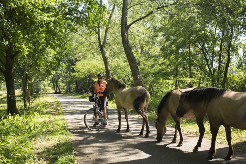 Chevaux-sur-la-route-de-weert