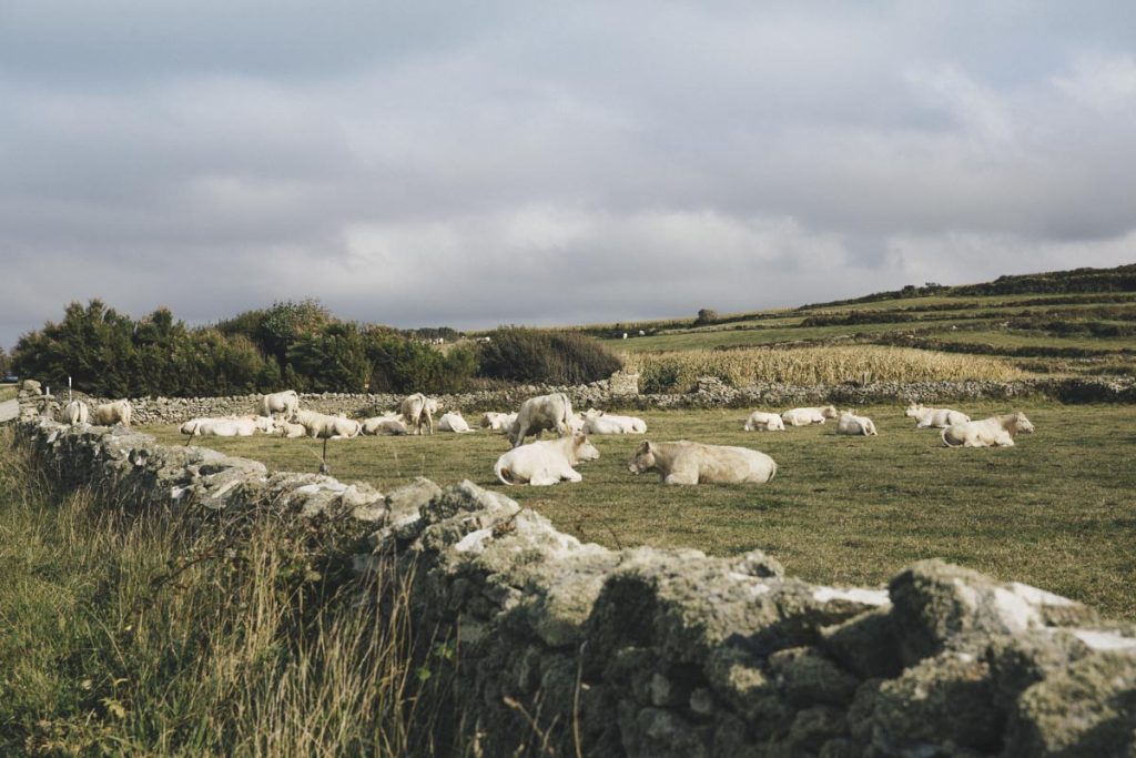 vaches-de-goury-cotentin