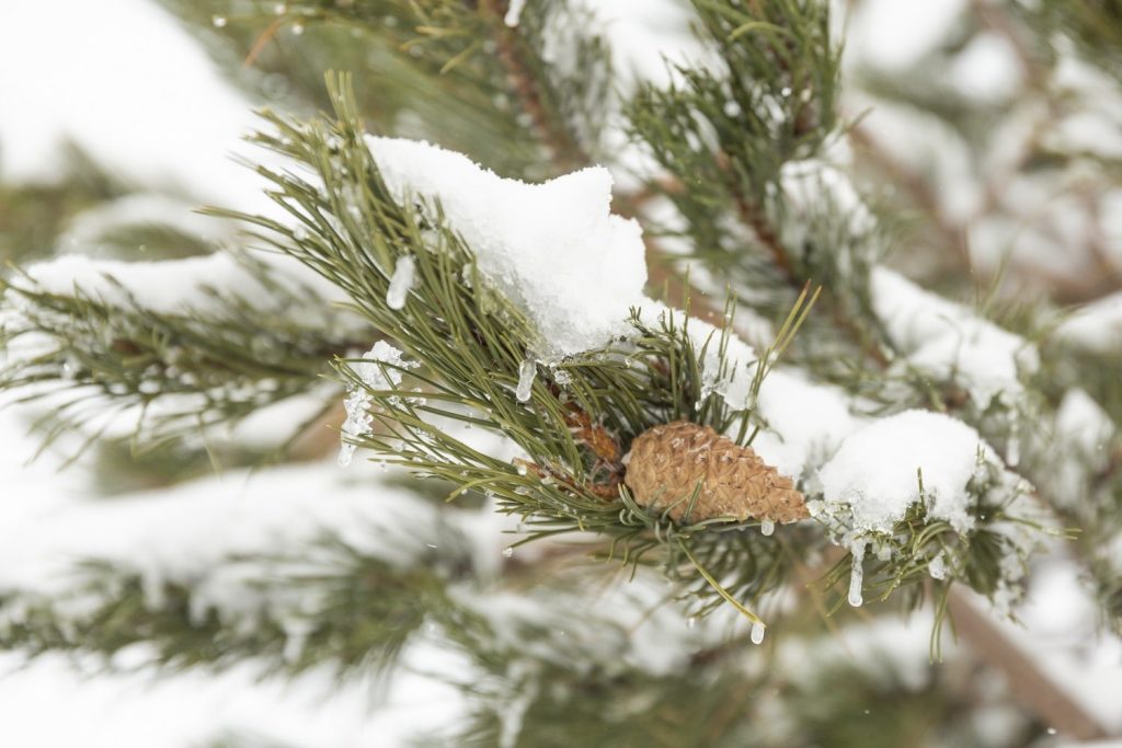 pomme-de-pain-dans-la-neige