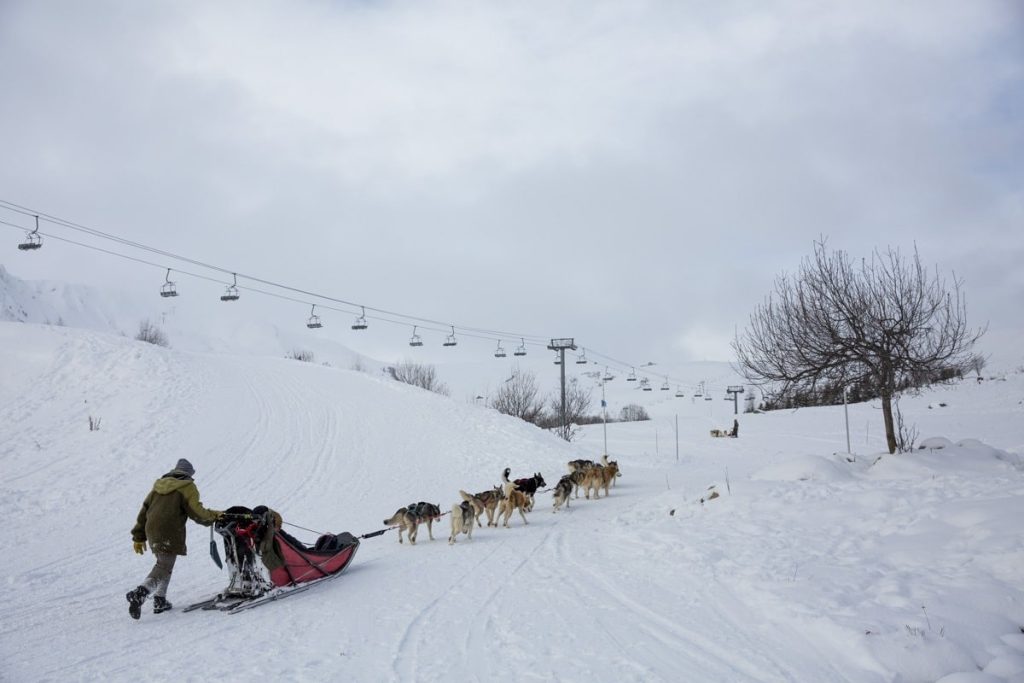 chiens-de-traineau-la-toussuire