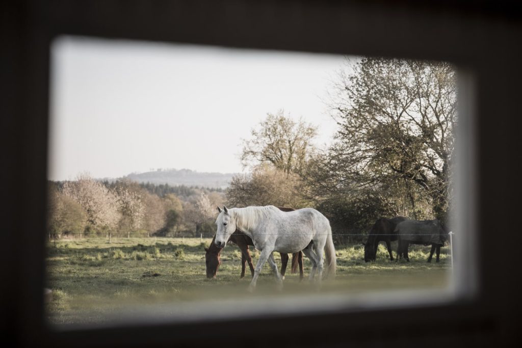 Chevaux-domaine-pierre-jumelles