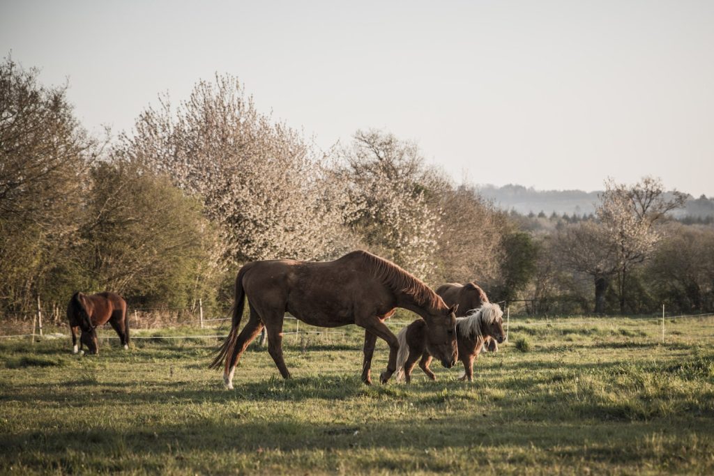 troupeau-de-chevaux-