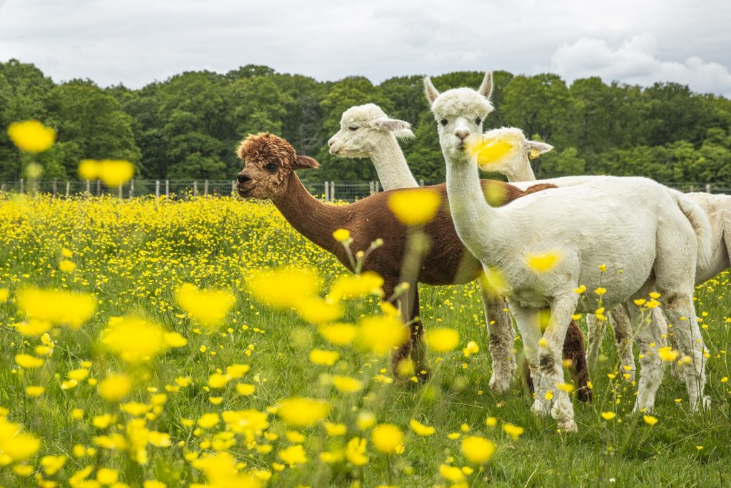 Découverte de l&rsquo;agritourisme en Sarthe en 3 rencontres