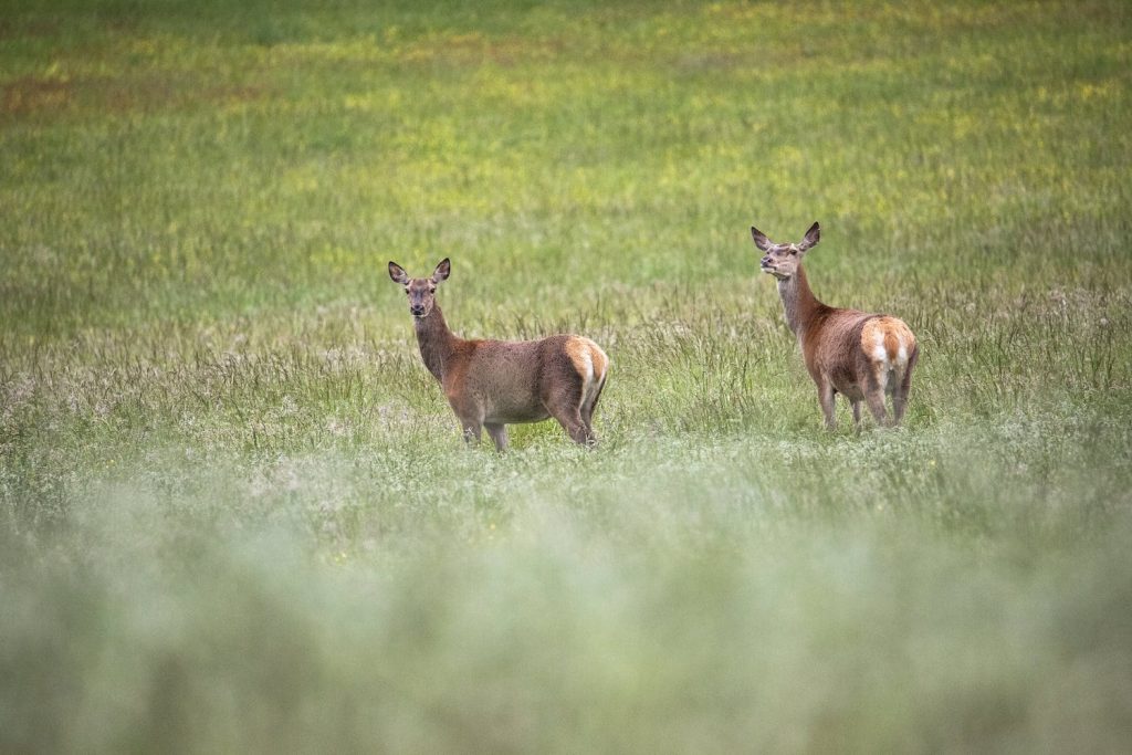biche-foret-berce
