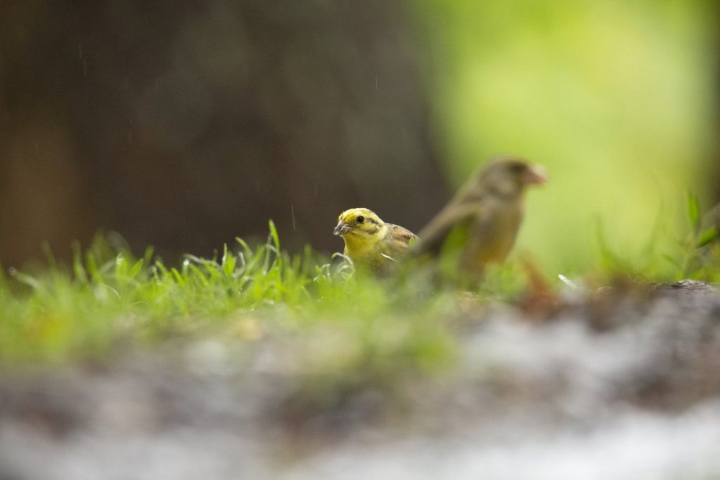 bruant-jaune