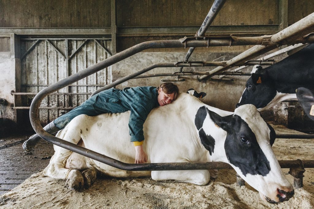 caliner-les-vaches-ferme-deux-sabots