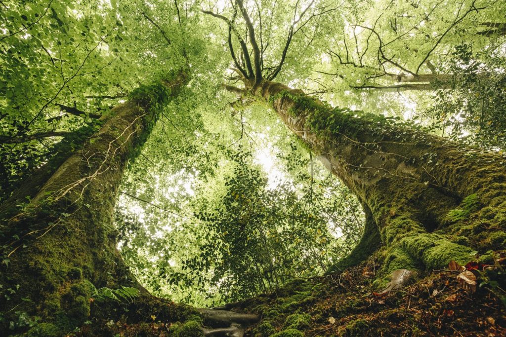 foret-domaniale-de-berce