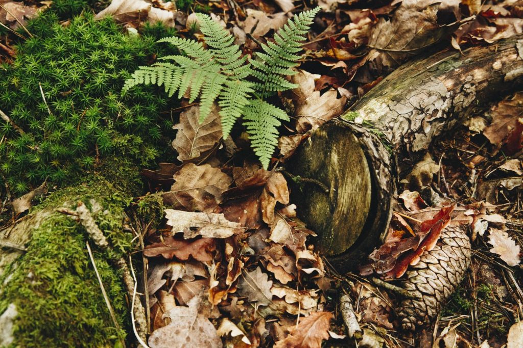 nature-morte-alpes-mancelles