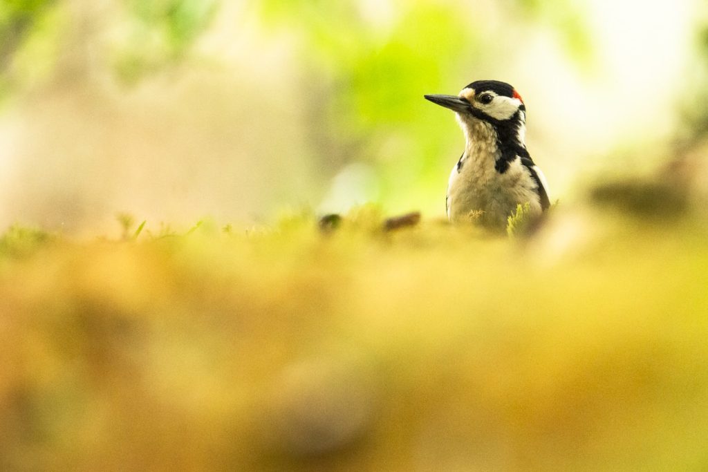 pic-epeiche-curieux