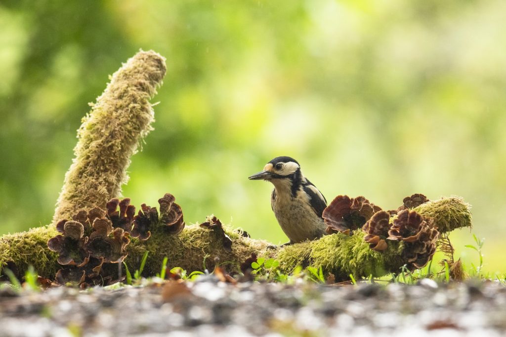 Photographie animalière dans la Sarthe