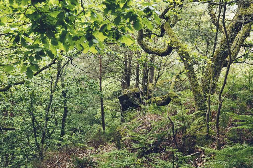 sous-bois-alpes-mancelles-2