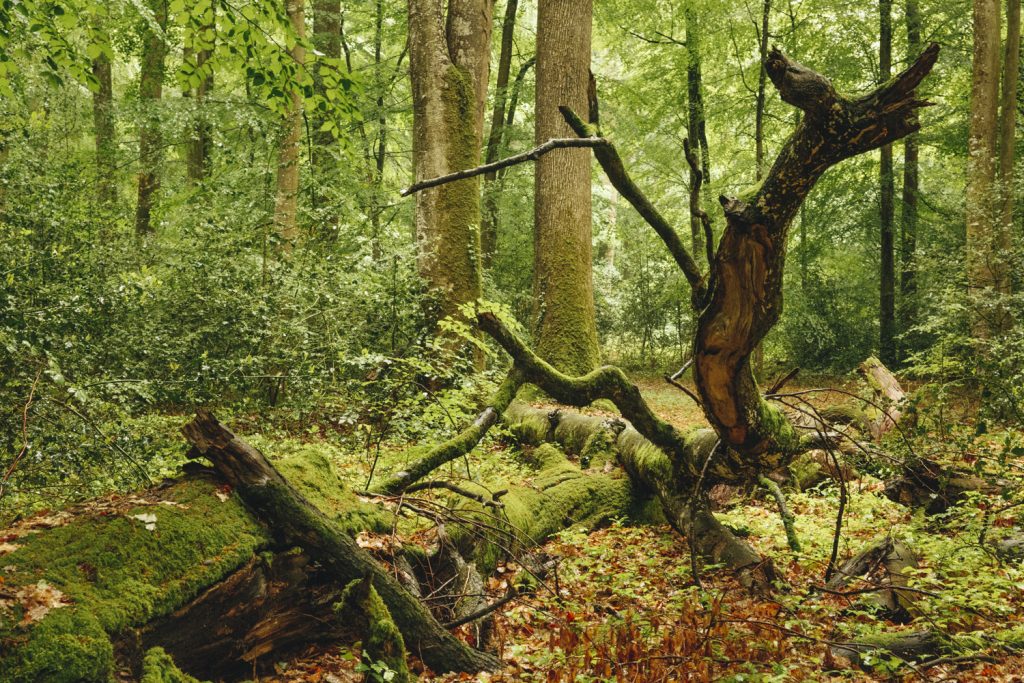 sous-bois-foret-berce