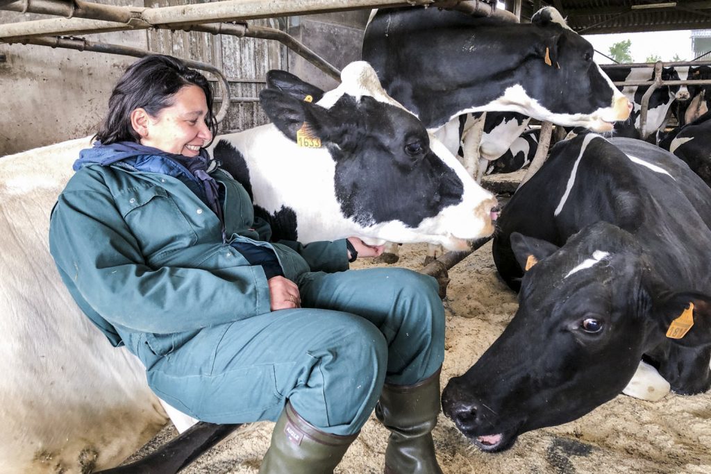 calinotherapie-de-vache-en-Sarthe