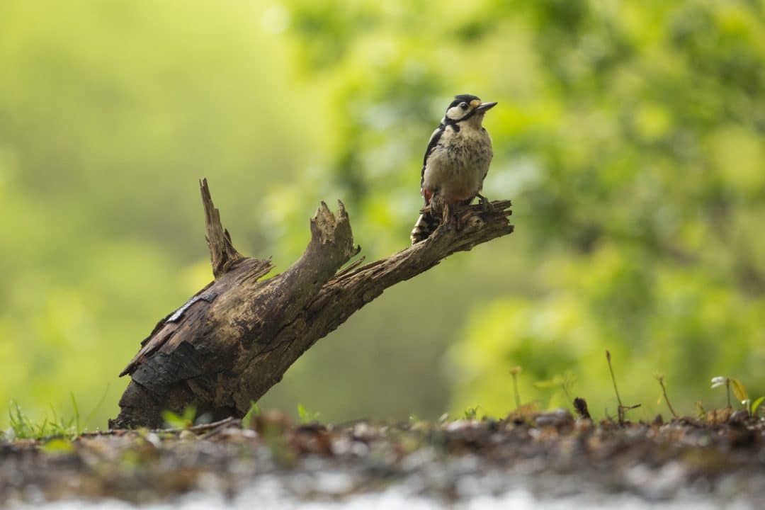 Photographier les oiseaux au printemps en Sarthe