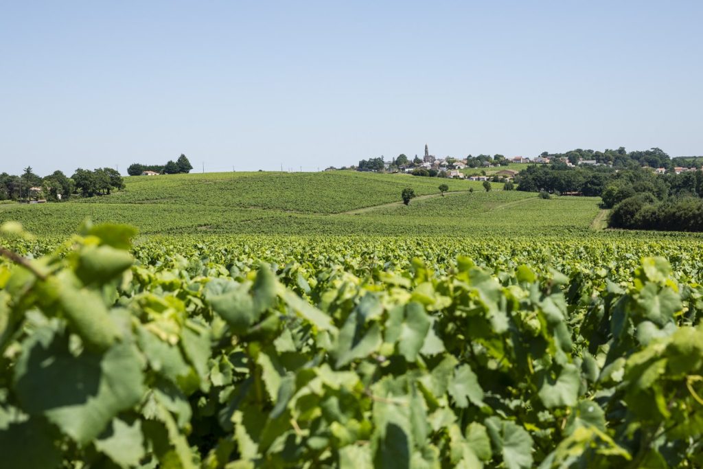 Vignoble nantais au printemps