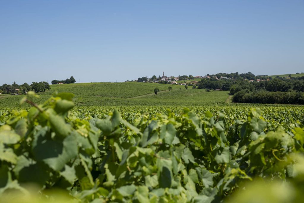 vignoble-nantais