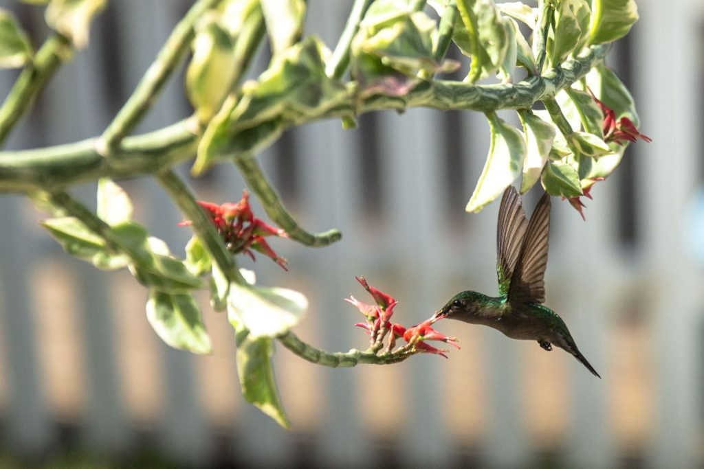 colibri-iles-de-guadeloupe