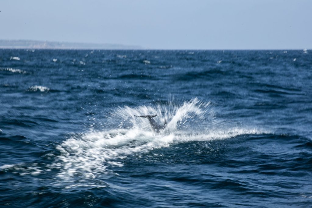 dauphin-bretagne-1
