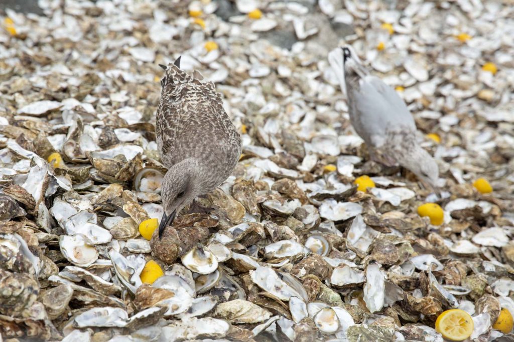 mouettes-et-goelands-cancale