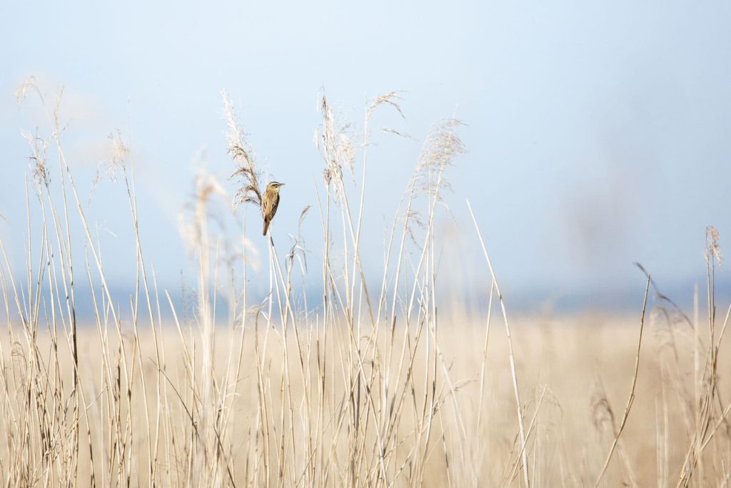 Ornithologie parc naturel régional de Brière au Printemps