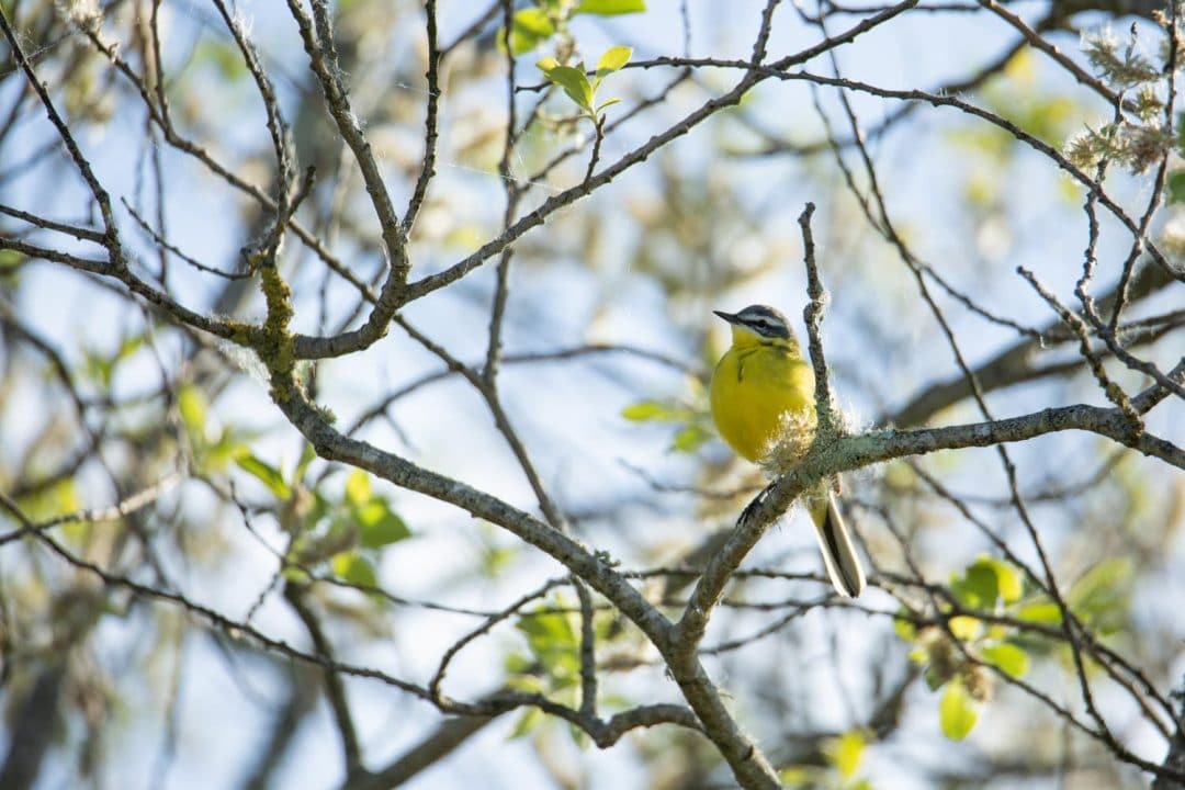 Bergeronette Printanière, marais de Brière