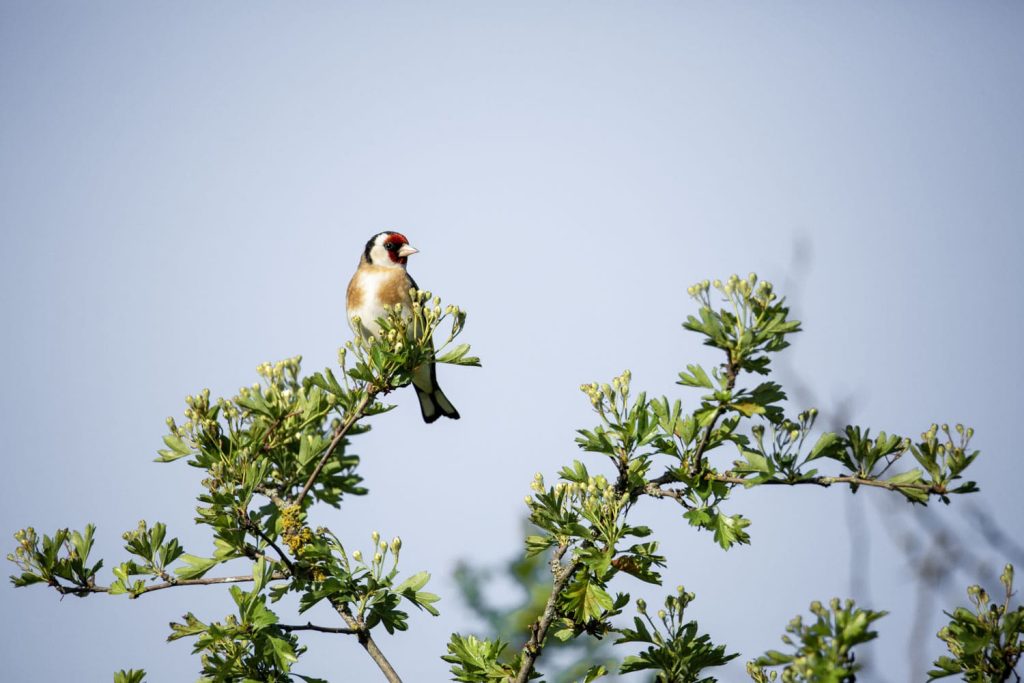 Chardonneret élégant, marais de Brière