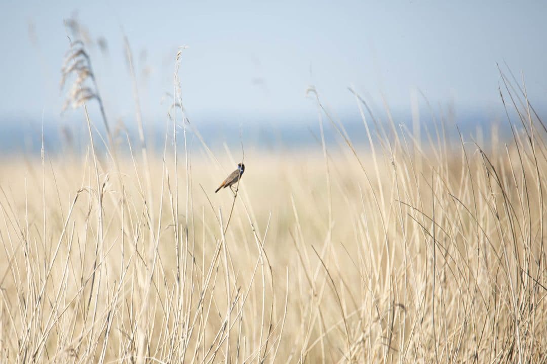 Gorgebleue à miroir à voir au printemps en Brière